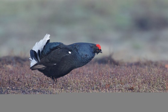 Ruševca bi na seznam divjadi uvrstili z argumentom, da bi na ta način vzpodbudili interes za varovanje te ranljive vrste. Foto: VNP